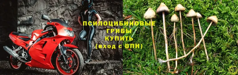 Псилоцибиновые грибы Psilocybe  Ставрополь 